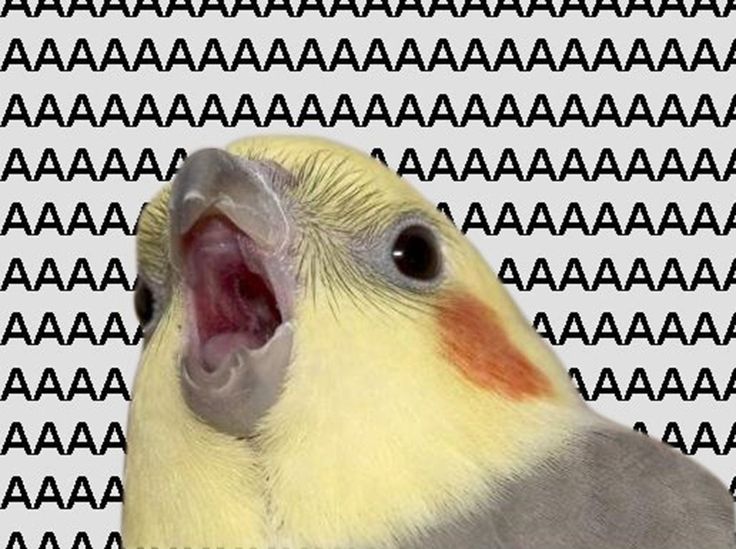Aaaa